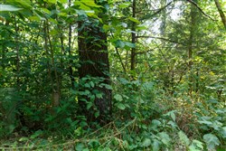 property photo for Springlake Plat 2 Tract 11, 0.19 acres for sale in Miller County, Missouri